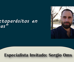 Sergio Oms: Ectoparásitos en ratas