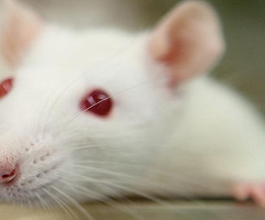 Nueva Web 'Enfocada en Sufrimiento Severo en los Animales Utilizados en Investigación'