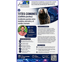 Conferencia en línea: Tities comunes (Callithrix jacchus), un puente entre los modelos animales y el cerebro humano
