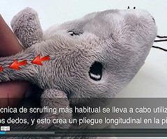 Video en español: Tres dedos mejor que dos: Refinamiento de la técnica de scruffing (piel de la nuca)