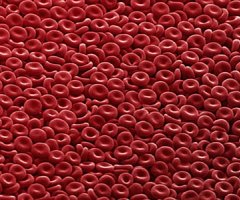 Un paso adelante para obtener células madre de sangre en laboratorio