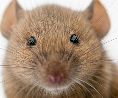 Devuelven la vista a ratones ciegos al convertir células de la piel en células oculares sensibles a la luz