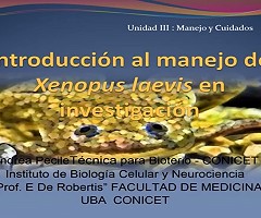 Introducción al manejo de xenopus laevis en investigación (Videos en español)