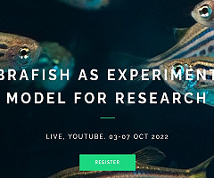 Zebrafish as Experimental Model for Research